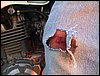 DSC00230.JPG